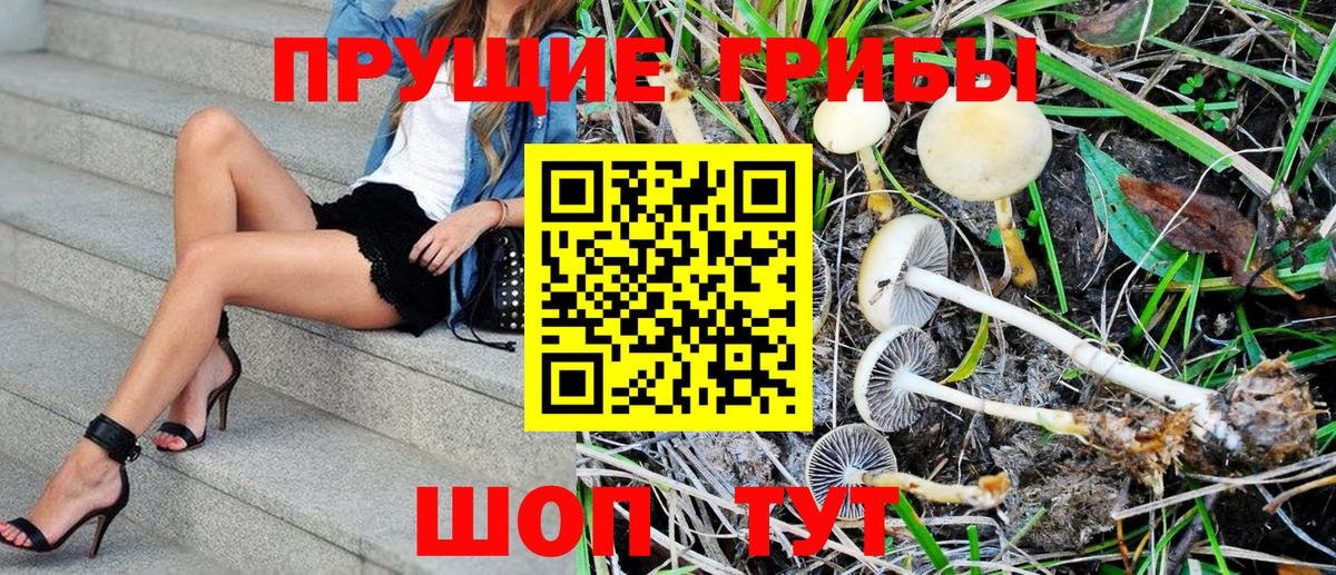 закладка  Псилоцибиновые грибы Psilocybe  Вход с VPN  Дальнегорск 